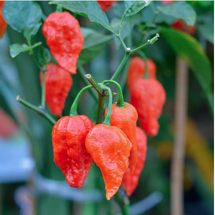 GHOST Pepper Seeds