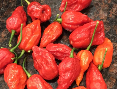 GHOST Pepper Seeds