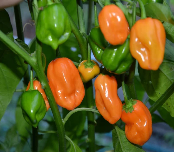 Habanero Pepper Seeds