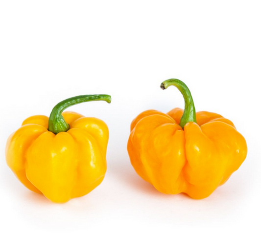 Scotch Bonnet Pepper Seeds