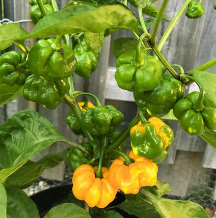 Scotch Bonnet Pepper Seeds