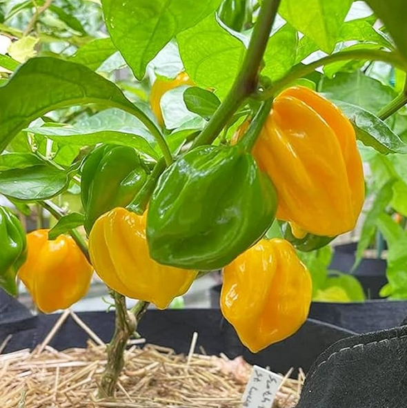 Scotch Bonnet Pepper Seeds